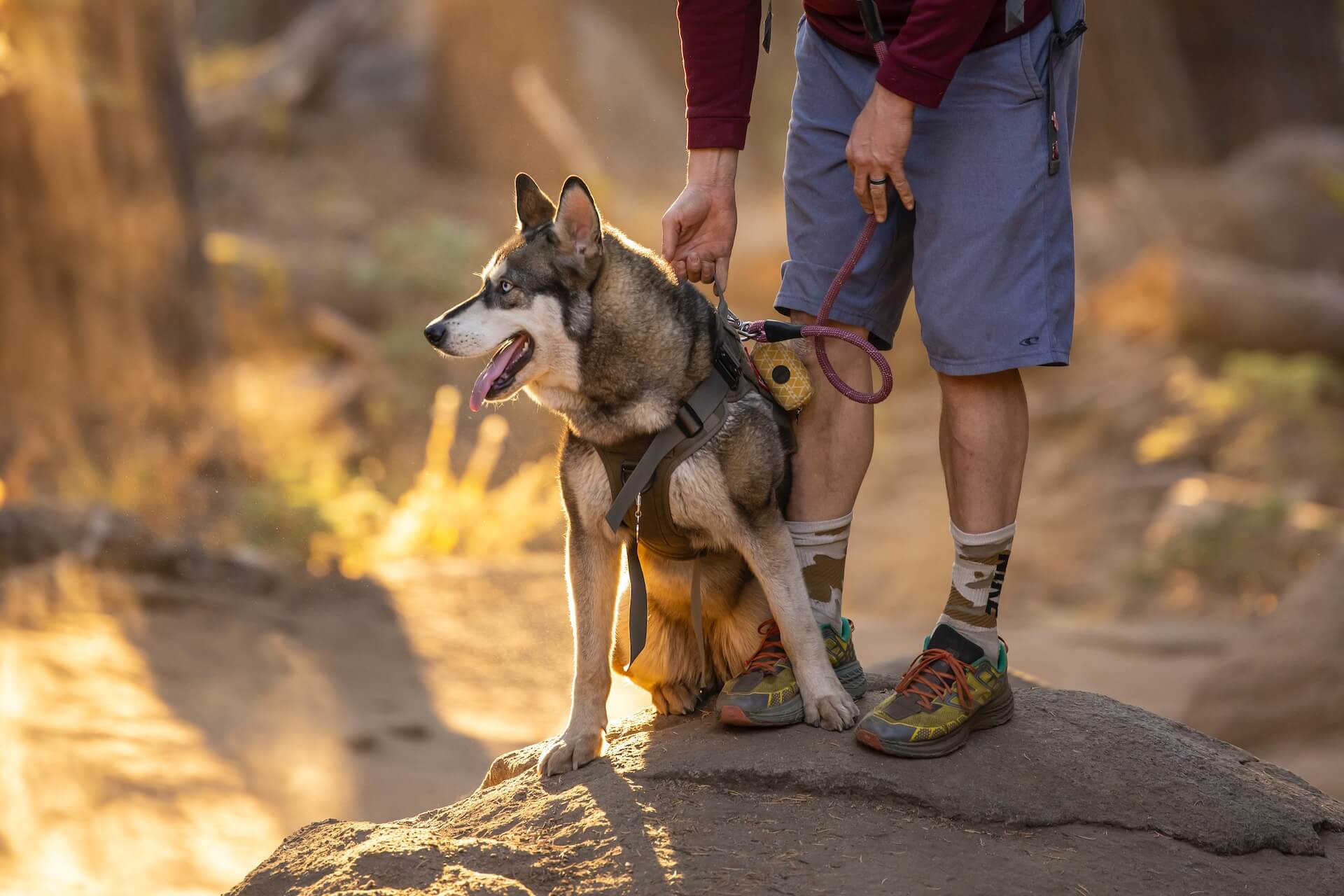 trekking with dog 01