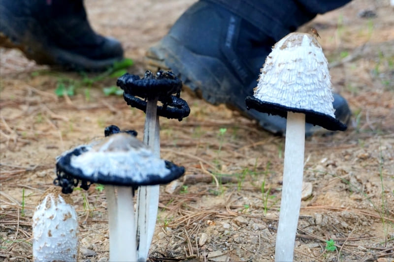 Μανιτάρια στο δάσος του Μαινάλου με πεζοπόρους που παρατηρούν κατά τη διάρκεια μανιταροεξόρμησης