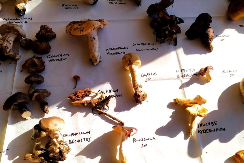 Δείγματα μανιταριών ταξινομημένα με ονομασίες μετά τη μανιταροεξόρμηση στο Μαίναλο