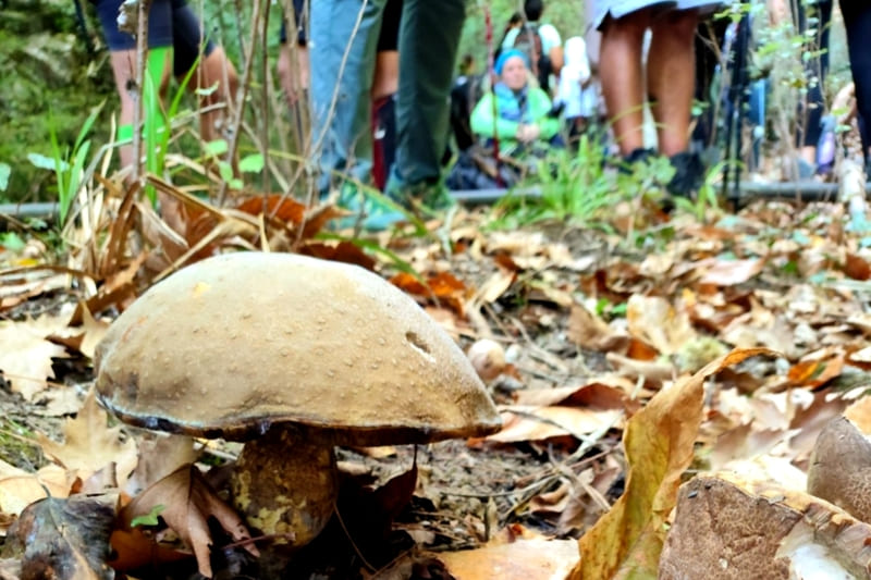 Μανιτάρι στο δάσος του Μαινάλου με την ομάδα συμμετεχόντων στο βάθος