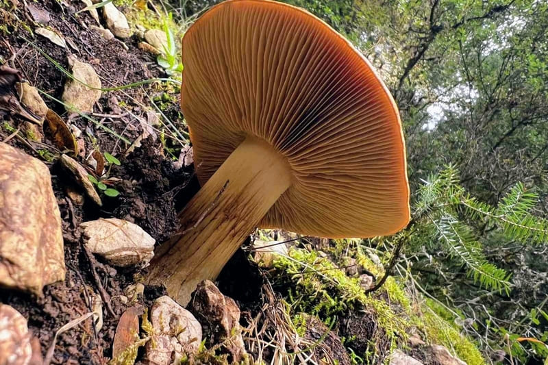 Μανιτάρι στο Μαίναλο μέσα στο δάσος σε κοντινή λήψη