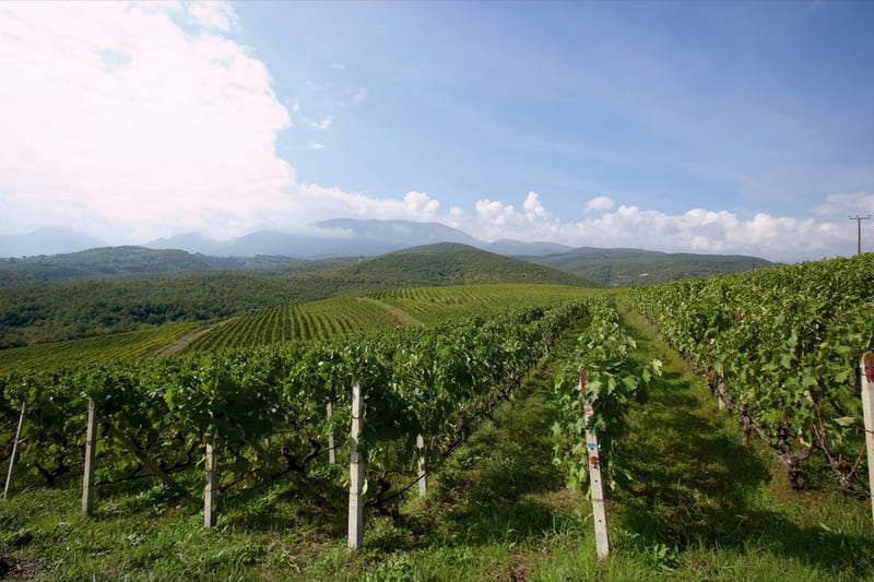Panoramic view of the Kir-Yianni Estate vineyard in Naoussa, one of Northern Greece’s leading wine tourism destinations.