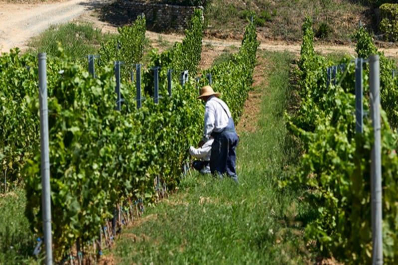 Vineyard in Northern Greece at the heart of an authentic wine tourism experience, highlighting vineyard care and the landscape of the Greek wine country.