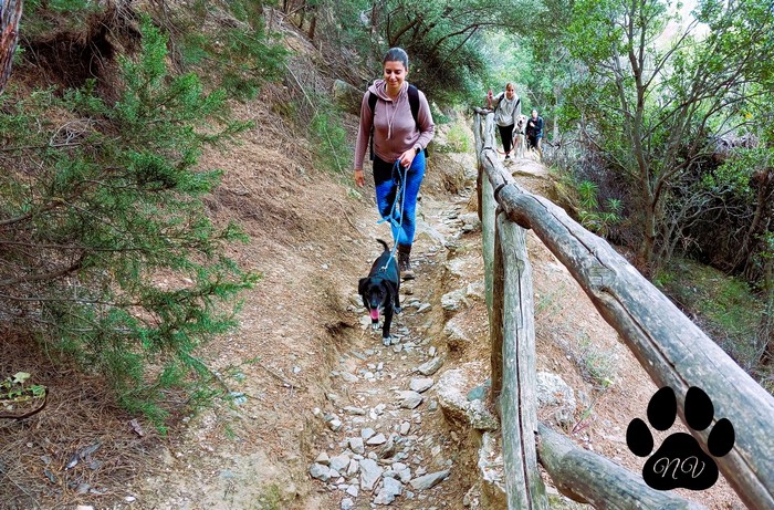 Trekking With Your Dog  