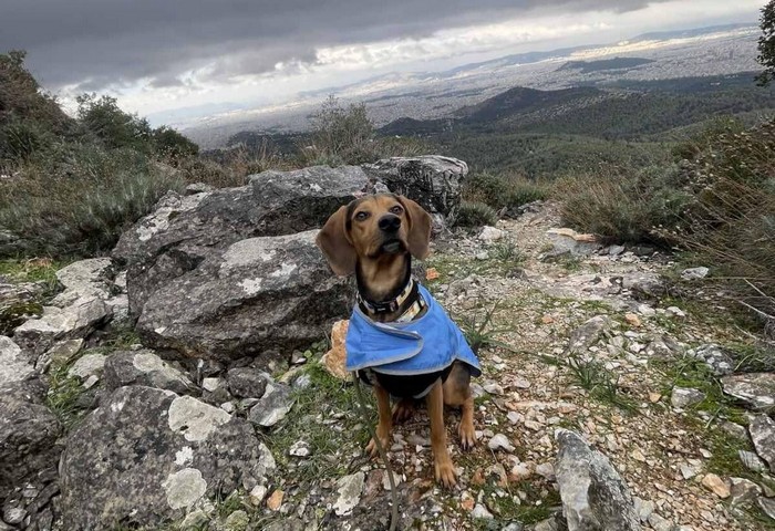 Trekking With Your Dog  