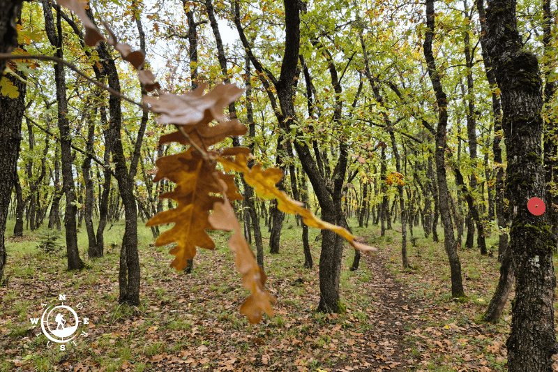 moggostos forest trail oak leaf