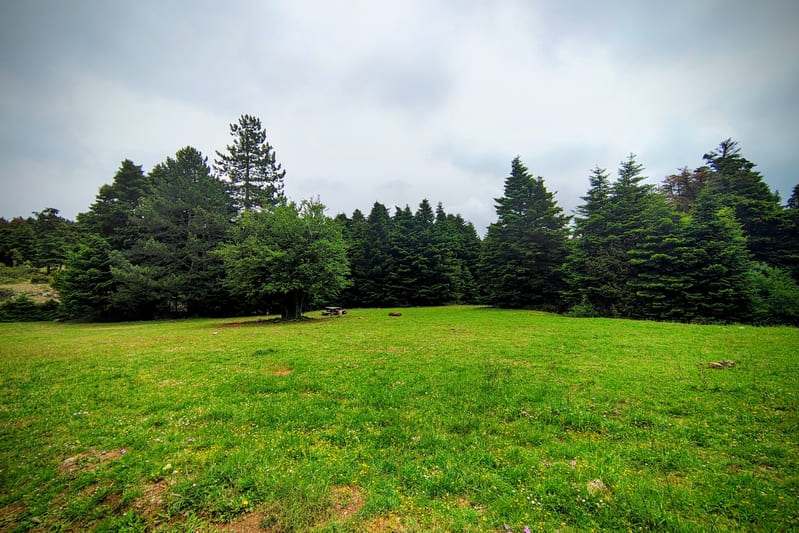 Οροπέδιο της Μόλας στην Πάρνηθα μέσα σε ελατοσκέπαστο τοπίο