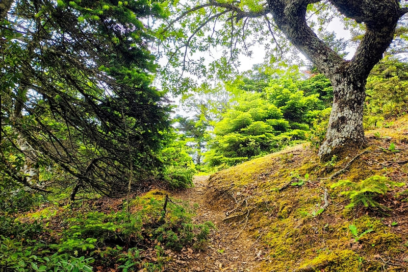 Μονοπάτι στην Πάρνηθα ελατοσκέπαστο