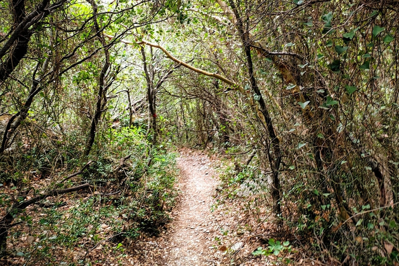 The forest path at the end of the Great Houni trail surrounded by dense vegetation in Mount Parnitha