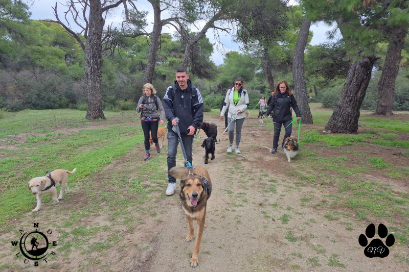 Σκύλοι μπροστά στην ομάδα κατά τη διάρκεια trekking στο πευκοδάσος του Σχινιά