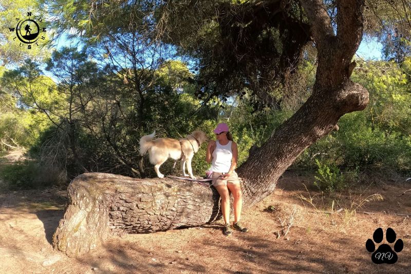Πεζοπόρος με σκύλο πάνω σε κορμό στο πευκοδάσος του Σχινιά
