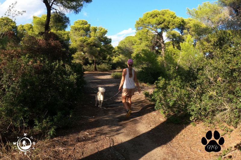 Βόλτα με σκύλο σε δασικό μονοπάτι στο Εθνικό Πάρκο Σχινιά