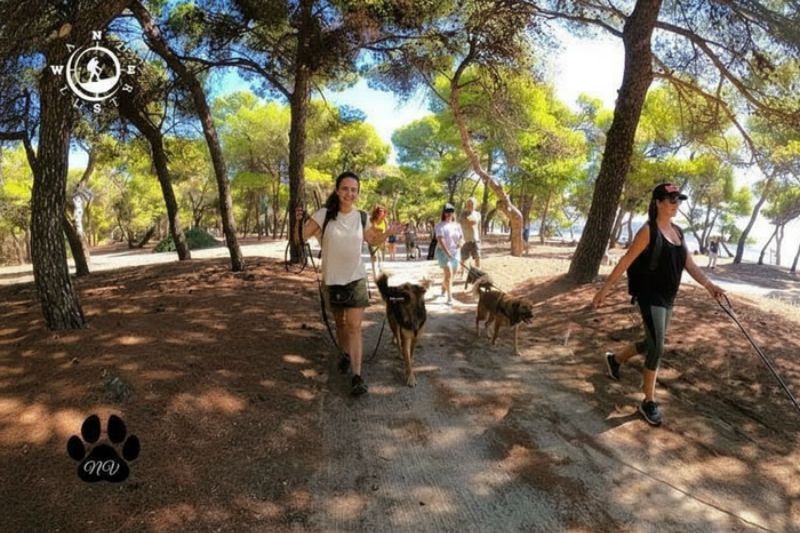 Ομάδα που πεζοπορεί με τα σκυλιά της μέσα στο πευκοδάσος του Σχινιά