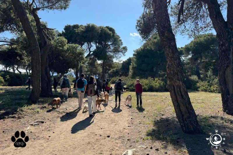 Ομάδα με σκύλους μέσα στο πευκοδάσος του Σχινιά