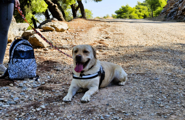 Trekking With Your Dog στον Υμηττό 