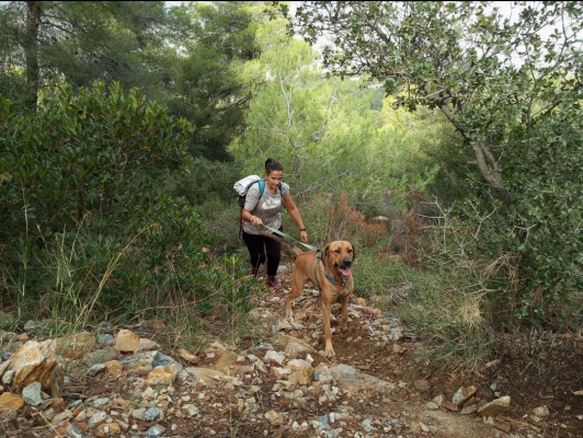 Trekking With Your Dog 