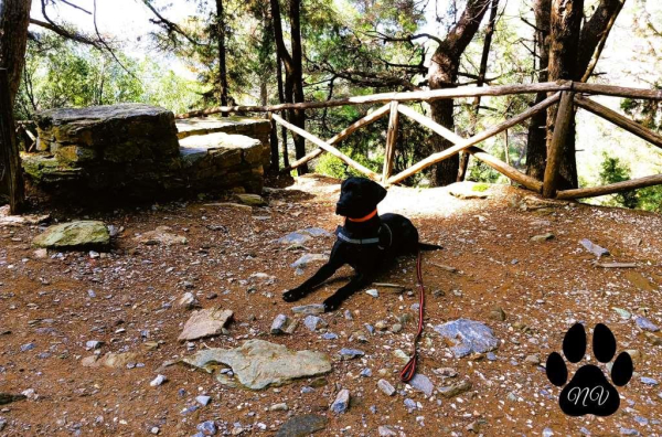 Trekking With Your Dog  