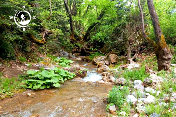 Ρέμα μέσα στο δάσος της Παύλιανης στον Υδροβιότοπο Τζιρού με πλούσια βλάστηση