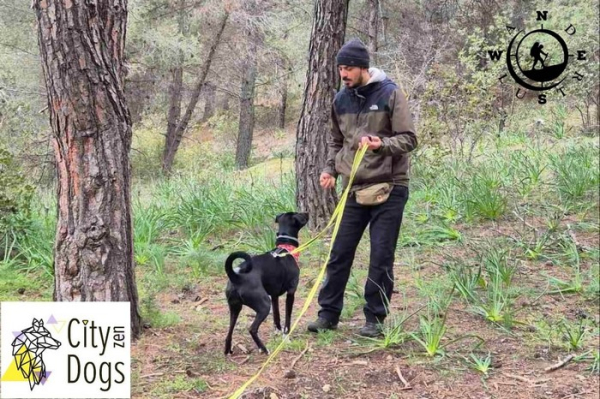 Training With Your Dog  
